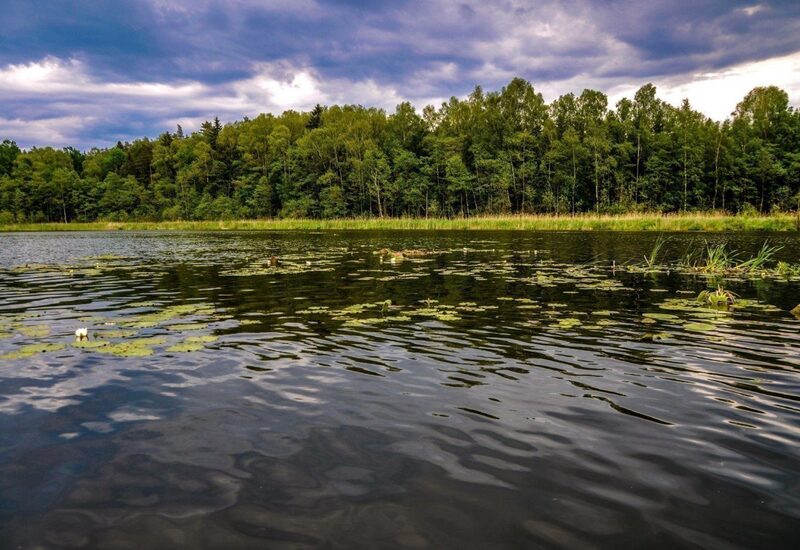 Spokojne jezioro z liliami i trzciną, falująca tafla odbija zalesiony brzeg pod pochmurnym niebem