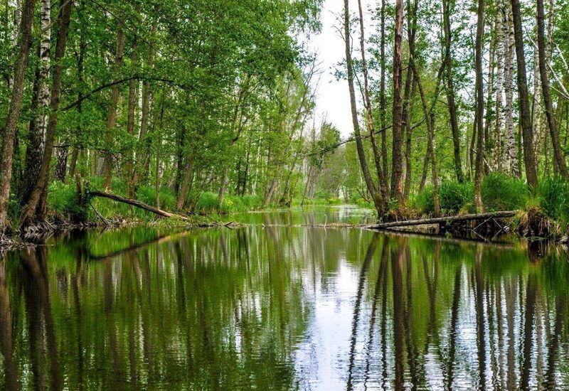 Spokojna, wąska rzeka w brzozowym lesie, drzewa i zielone brzegi odbite w gładkiej wodzie