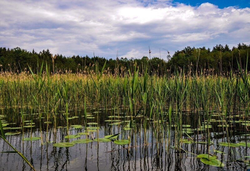 Bagno z trzcinami i pływającymi liliami wodnymi, spokojna tafla wody i zalesiony brzeg pod zachmurzonym niebem