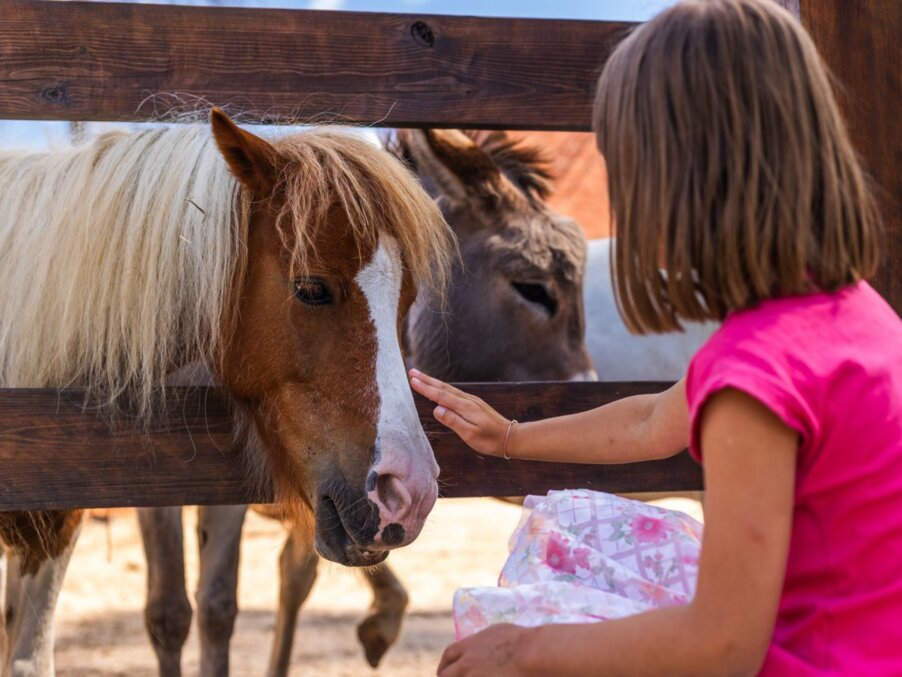 Child gently petting a pony through a wooden fence at a family-friendly petting stable, a donkey looks on.